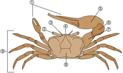 Représentation schématique de l'anatomie d'un crabe