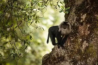 Le macaque à queue de lion, ouandérou ou silène, est un primate endémique à la région.