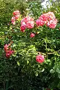 Rose 'Uetersen Rosarium' (Kordes, 1977)