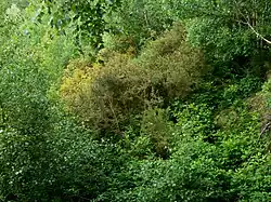 L'ajonc est une plante pionnière qui en fixant l'azote de l'air enrichit le sol et prépare l'implantation de grands ligneux.