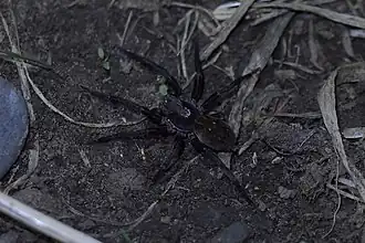 Description de l'image Uliodon albopunctatus.jpg.