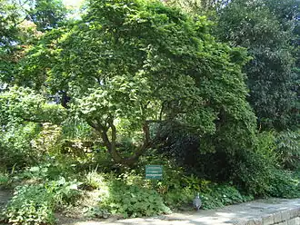 L'Ulmus minor ou orme champêtre, var. Jacqueline Hillier âgé de 15 ans et planté en 2007.
