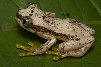 Description de l'image Uluguru Banana Frog imported from iNaturalist photo 310887653 on 15 April 2024.jpg.