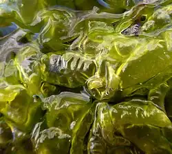 Ulva intestinalis (détail).