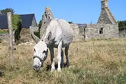 Âne gris clair devant un bâtiment.