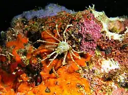 Un crabe araignée de la famille des Majoidea (peut-être Naxioides taurus)