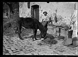 Charles Géniaux, Un homme et son âne, vers 1898