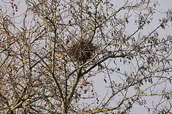 Un tas de branchettes accumulées au sommet d'un arbre