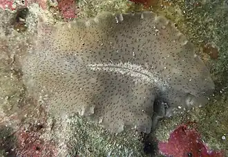 Un plathelminthe polyclade non identifié