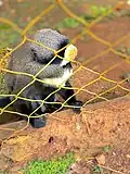 Un_vervet_dans_un_zoo,_mvogbeti_._Yaoundé