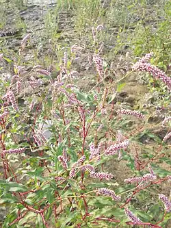 Des persicaires sur les rives de l’Alessi.