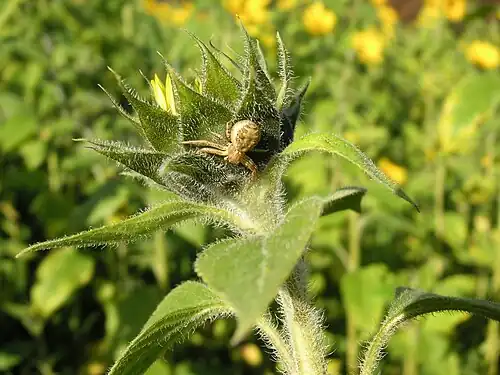 Un spécimen à l'affût des butineurs sur un tournesol.