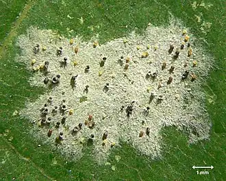Sur une feuille, les masses colorées parmi le mycélium blanc représentent les cleistothèces de Sawadaea tulasnei&nbsp;(en), la pourriture blanche de l'érable plane (vue à l'œil).