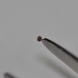 Une graine de Cymbalaria muralis accrochée à une pince à timbre.