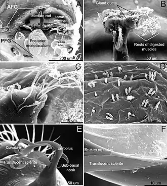 Description de l'image Unicorn catleyi, male and female genitalia SEM.jpg.