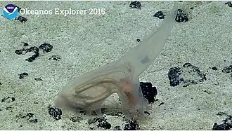 Un probable Amperima sp. photographié dans les abysses (2000-3&nbsp;000&nbsp;m de profondeur) au large d'Hawaï.