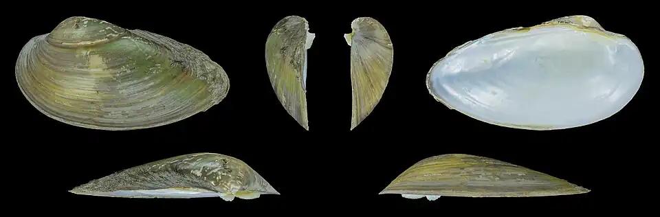 Unio pictorum latirostrisValve gauche