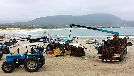 Récolte d'algues à Los Molles