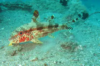 Upeneus tragula, Capucin d'herbiers ou Rouget à bande sombre