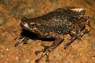 Description de l'image Uperodon anamalaiensis frog (2011) 1745.jpg.