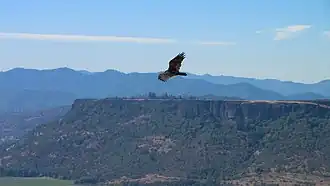 Rapace planant sur fond d'une montagne tabulaire et d'autres plus élevées et arrondies en arrière-plan.
