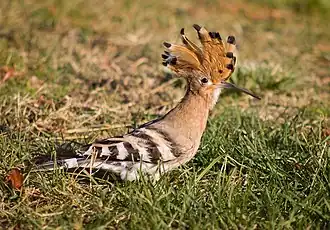 Photographie d'une huppe fasciée au sol.