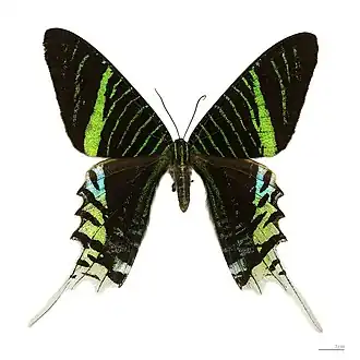 UraniidaeUrania leilus