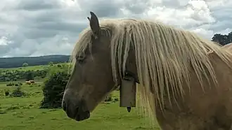 Tête et encolure d'un cheval roux et blond dans un paysage de montagne