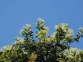 Description de l'image Urceola micrantha 63640541.jpg.