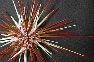 Coelopleurus floridanus, un Arbacioida particulier