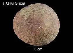 Urechinus reticulatus.