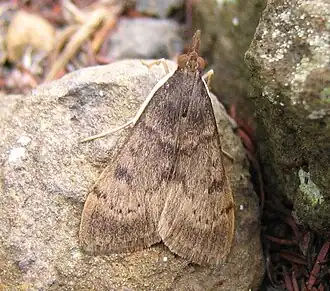 Description de l'image Uresiphita gilvata1.jpg.