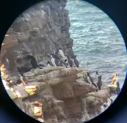 Guillemots de Troïl et un Cormorans huppé