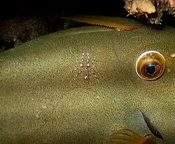 Crevette nettoyeuse de Bruun (Urocaridella antonbruunii)