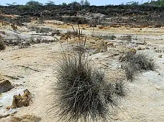 Description de l'image Urochondra setulosa 369617251.jpg.