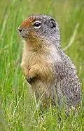 Spermophile du Columbia
