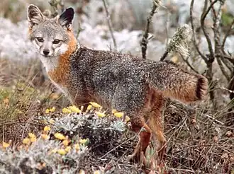 Renard gris insulaire (U. littoralis).