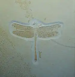 Urogomphus eximius (Aeschnidiidae)