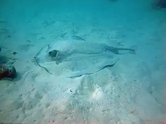 Une raie porc-épic (Urogymnus asperrimus)