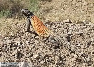 Description de l'image Uromastyx asmussi.jpeg.
