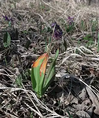 Description de cette image, également commentée ci-après
