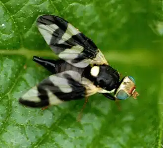 Urophora cardui femelle.
