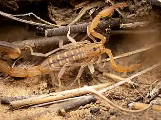 Description de l'image Uroplectes carinatus 482757937.jpg.