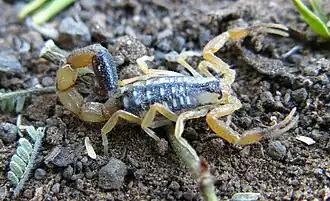 Description de l'image Uroplectes chubbi b.jpg.