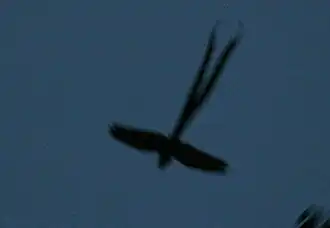 Description de cette image, également commentée ci-après