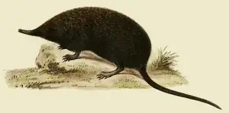 Description de l'image Uropsilus soricipes - Milne Edwards 1872.png.