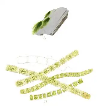 Description de l'image Urospora penicilliformis as Conferva youngiana in Dillwyn 1809.jpg.