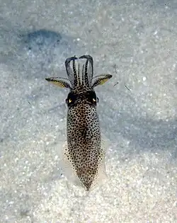 Uroteuthis noctiluca