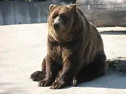 Un ours brun.