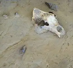 Crâne retrouvé à Tautavel